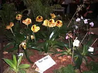 Orchideen 100.webp