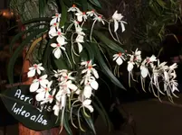 Orchideen 090.webp