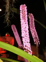Orchideen 047.webp