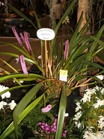 Orchideen 046.webp