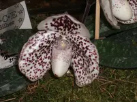 Orchideen 103.webp