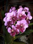 Orchideen 106.jpg