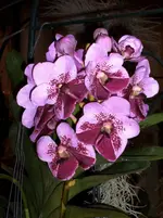 Orchideen 106.webp