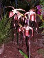 Orchideen 108.webp