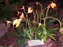 Orchideen 111.webp
