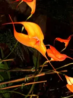 Orchideen 112.webp