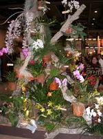 Orchideen 122.webp