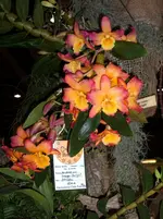 Orchideen 125.webp