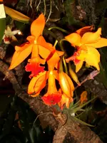 Orchideen 127.webp