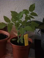Gartenjohannistomate.webp