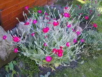 ebay321 181.webp