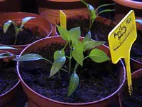 Gartenchilli.webp