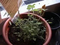Gartenmarokkominze.webp