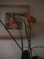 Gartenorchidee.webp