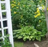 Hosta.webp