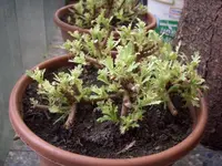 CIMG2891.webp