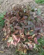 IMG_4401.webp