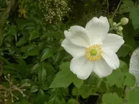 Januar 2010 893 v.webp