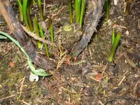 Rote Duftrose 2010.webp