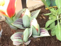 003.webp