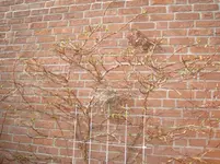 005.webp