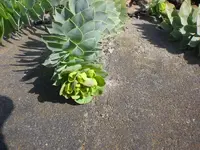 Garten 30.3. 012.webp