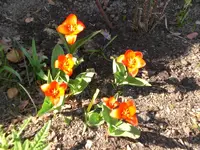 Garten 30.3. 009.webp