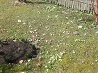 Garten 30.3. 008.webp