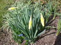 Garten 30.3. 001.webp
