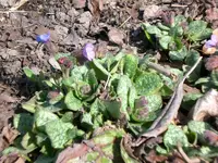 Garten 30.3. 002.webp