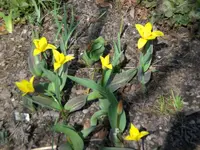 Garten 30.3. 003.webp