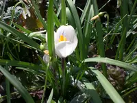 Garten 30.3. 004.webp