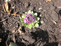 Garten 30.3. 005.webp