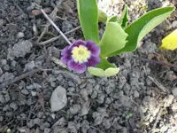 Garten 30.3. 006.webp