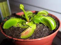 Spike 003.webp