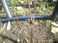 JD800006.webp