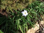 triteleia uniflora.jpg