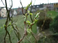 Korkenzieherweide.webp