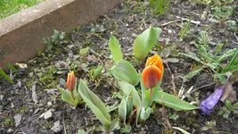 K800_Frühling 035.webp