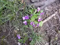 31.3.2010 022.webp