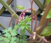 IMG_6344 Tränendes Herz.webp