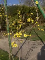 HPIM4137.webp