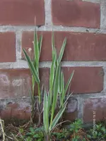 HPIM4133.webp