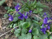 HPIM4132.webp