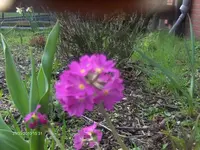 HPIM4130.webp