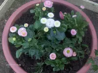 HPIM4129.webp