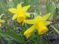 HPIM4126.webp