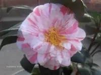 HPIM4123.webp