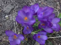 HPIM4113.webp