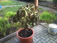 DSC00410.webp